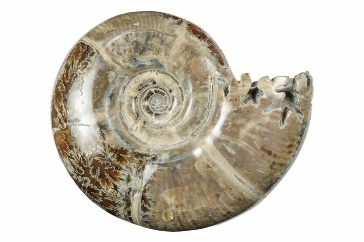 Polished, Sutured Ammonite (Eotetragonites) Fossil - Madagascar #246224